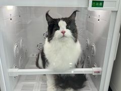 -爱洗澡的猫(望京店)