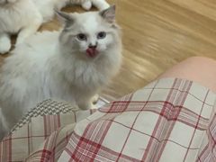 -滚猫咖啡·猫咖·猫友好撸猫(未来城店)