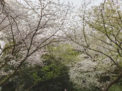 -西湖外事游船(花港观鱼码头)