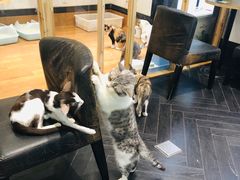 -猫色咖啡·猫咖