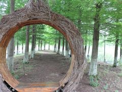 -泗洪洪泽湖湿地景区