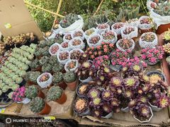 -国家植物园南园