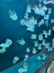 -Zoolung Zoolung动物主题公园(海信广场店)