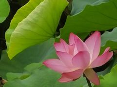 -荔湾湖公园