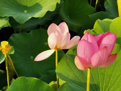 -莲花池公园