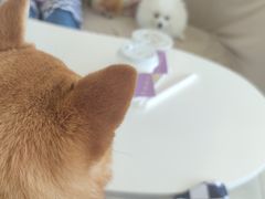 -怪兽屋·羊驼·猫咖·狗咖(俊华广场店)