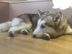 -Husky Go! 哈士奇体验馆·宠物咖啡厅狗咖