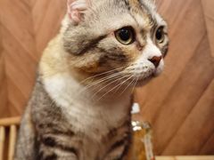 -MOCHA明星猫咖(田子坊店)