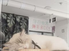 -平行世界·猫咖(首经贸店)