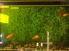 -牛上牛吊炉烧烤(红旗大街店)