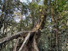 -云南屏边大围山国家公园