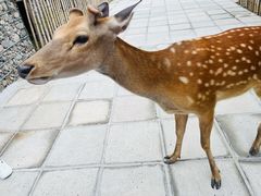 -北京野生动物园