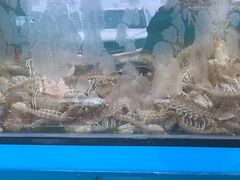 -港畔赶海蒸汽海鲜烧烤自助(仙螺岛店)