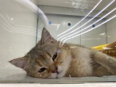 -1013 PET SHOP精品宠物商店(丁香店)