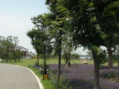 -鹅湖玫瑰文化园