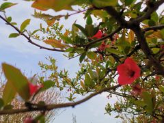 -武汉紫薇都市田园