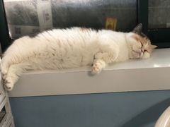 -喵的天空名猫咖啡馆·撸猫·猫舍·用品