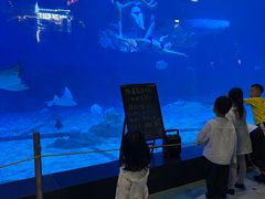 -烟台海昌鲸鲨海洋公园