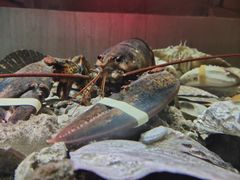 -无锡苏宁银河国际酒店-悦府65中餐厅