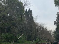 -武汉大学-樱园