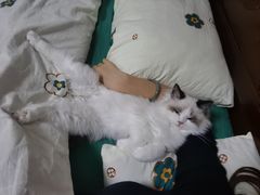 -东方名猫馆·英短金渐层布偶猫舍(环线广场1号楼店)