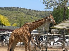 -大连森林动物园