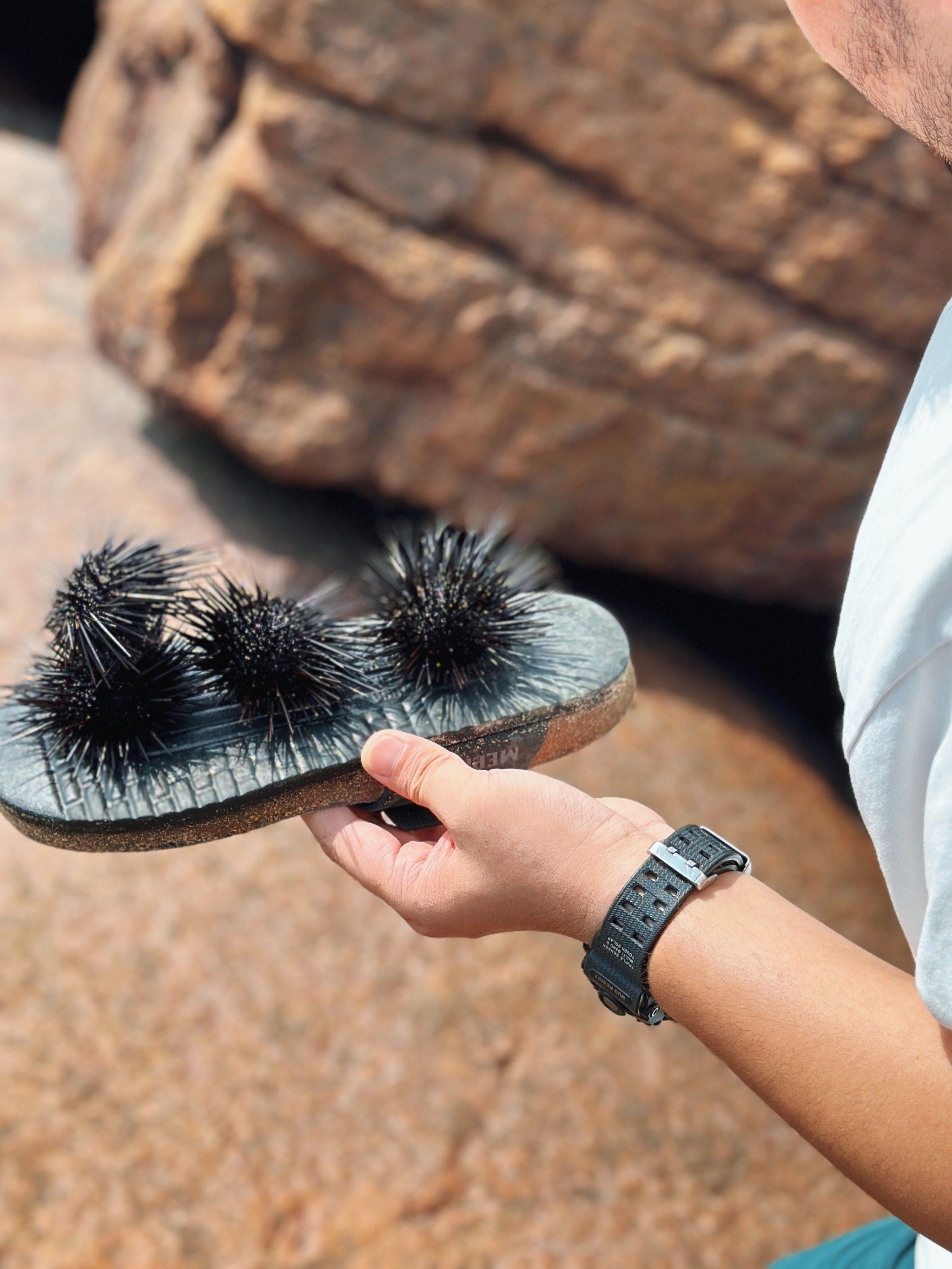 野生海胆到底能不能吃啊
