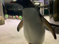 -悉尼海洋生物水族馆