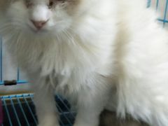 -瑞鹏宠物医院·骨科·猫科·内科(第一中心)
