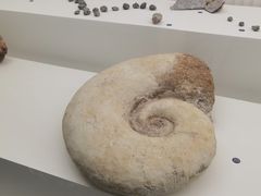 -青岛贝壳博物馆