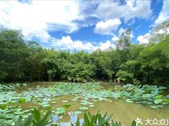 -大屏嶂森林公园