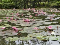 -中国科学院西双版纳热带植物园