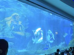 -海合安成都极地海洋公园