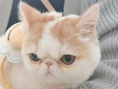 -德元·美联众合24小时动物医院(总院)