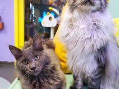-十年猫舍·猫咪专门店(普陀店)