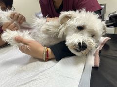 -美联众合动物医院·24h转诊中心