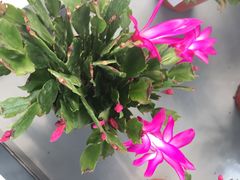 -南通洲际绿博园