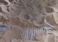 -恐龙探索乐园(磁器口店)