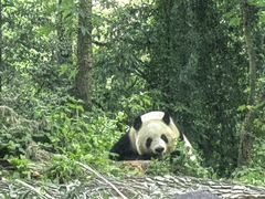 -中国大熊猫保护研究中心雅安碧峰峡基地