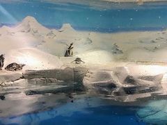 -上海海洋水族馆