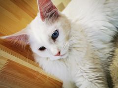 -藏猫猫咖啡主题馆(中央大道店)