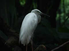 -广州长隆飞鸟乐园