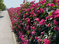 -上海滨江森林公园