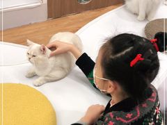 -COLOR PETS 撸猫馆·购猫·猫咖(长风大悦城店)