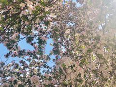 -桃花堤公园