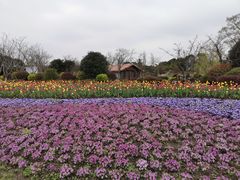 -周浦花海-停车场