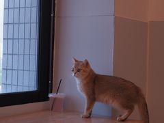 -有喵·猫咖·狗咖·30几只猫10只小狗(岗厦店)