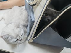 -中农国际动物医院24小时·猫科·骨科·急重症中心