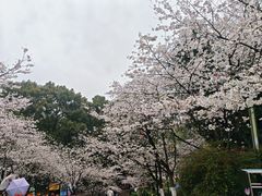 -南山植物园