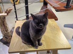 -豆逗聊愈猫阁Easy Life